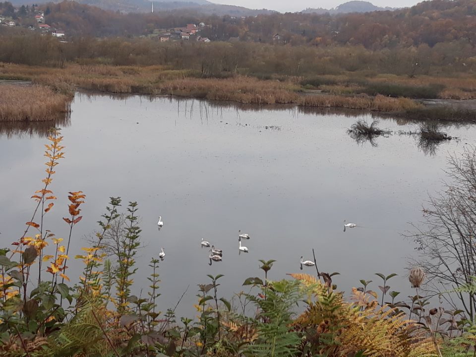 naslovna